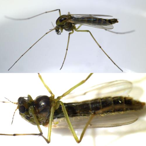 Réf. 329 911 : Chironominae inconnu